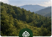 Agroforestry landscape