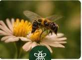Apiary development