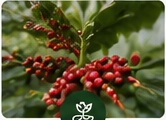 Coffee plantation
